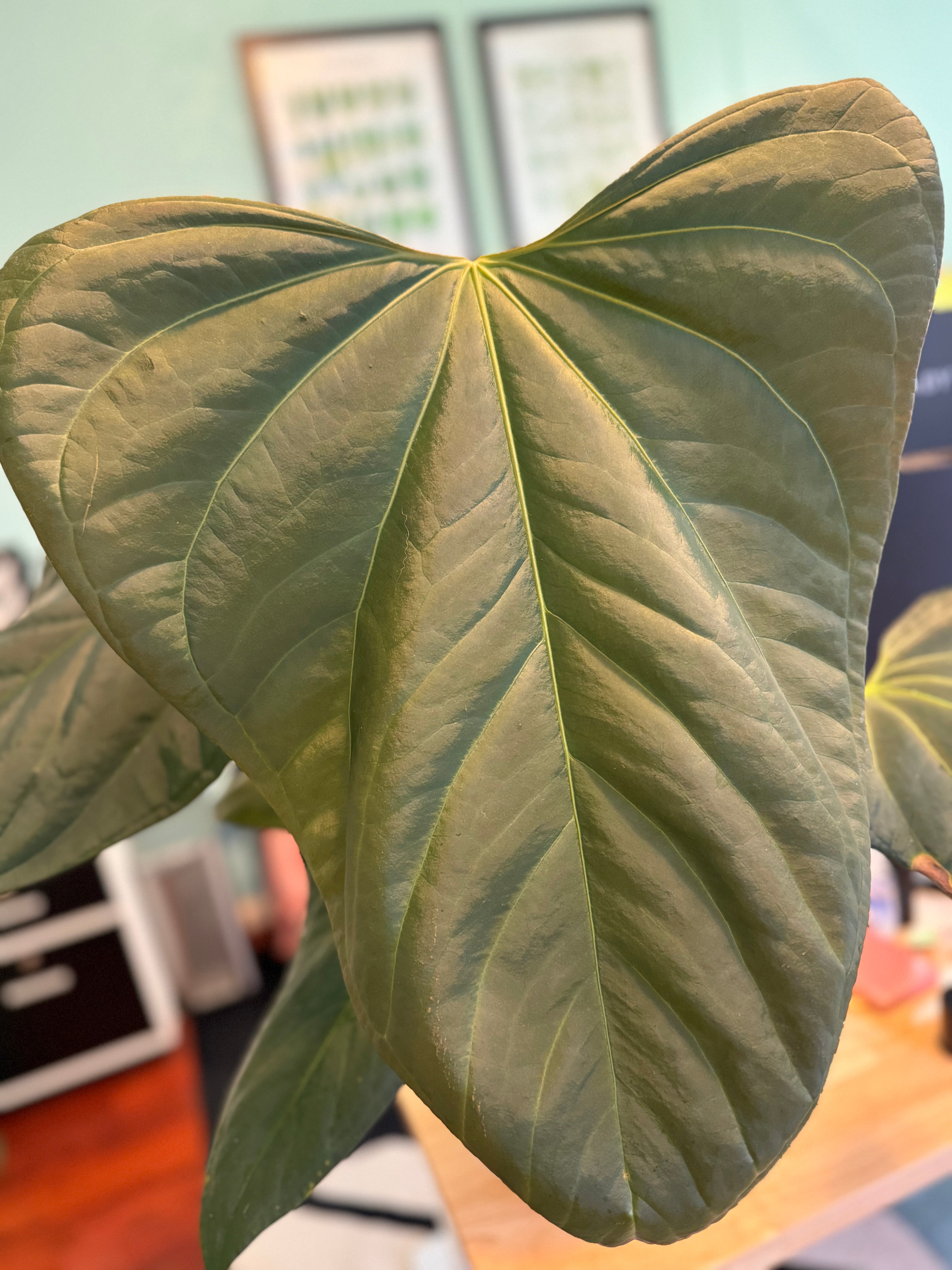 Anthurium Besseae aff. X Mr. Worldwide, 2-leaf seedlings (grower's