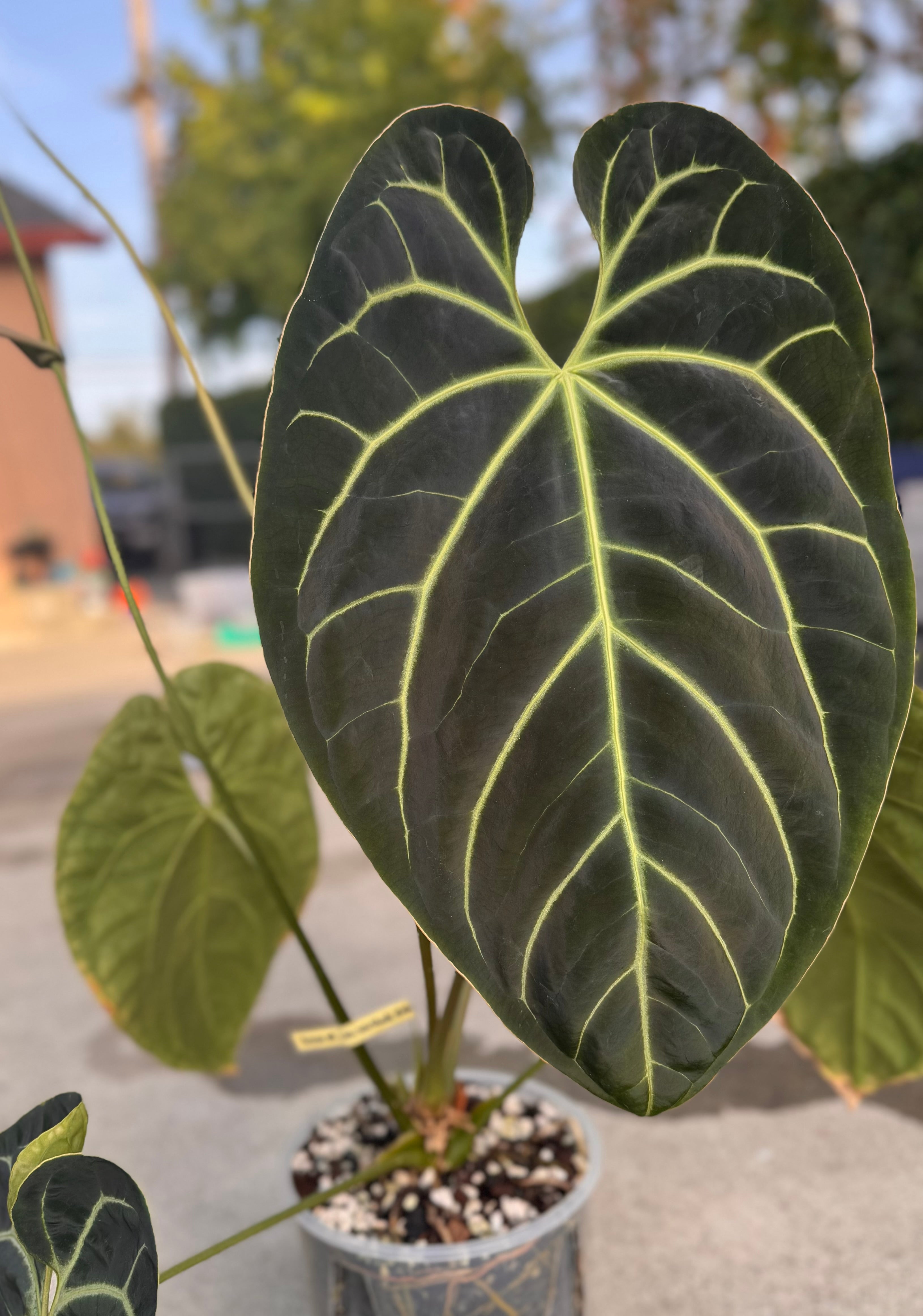 Anthurium Besseae aff. X Mr. Worldwide, 2-leaf seedlings