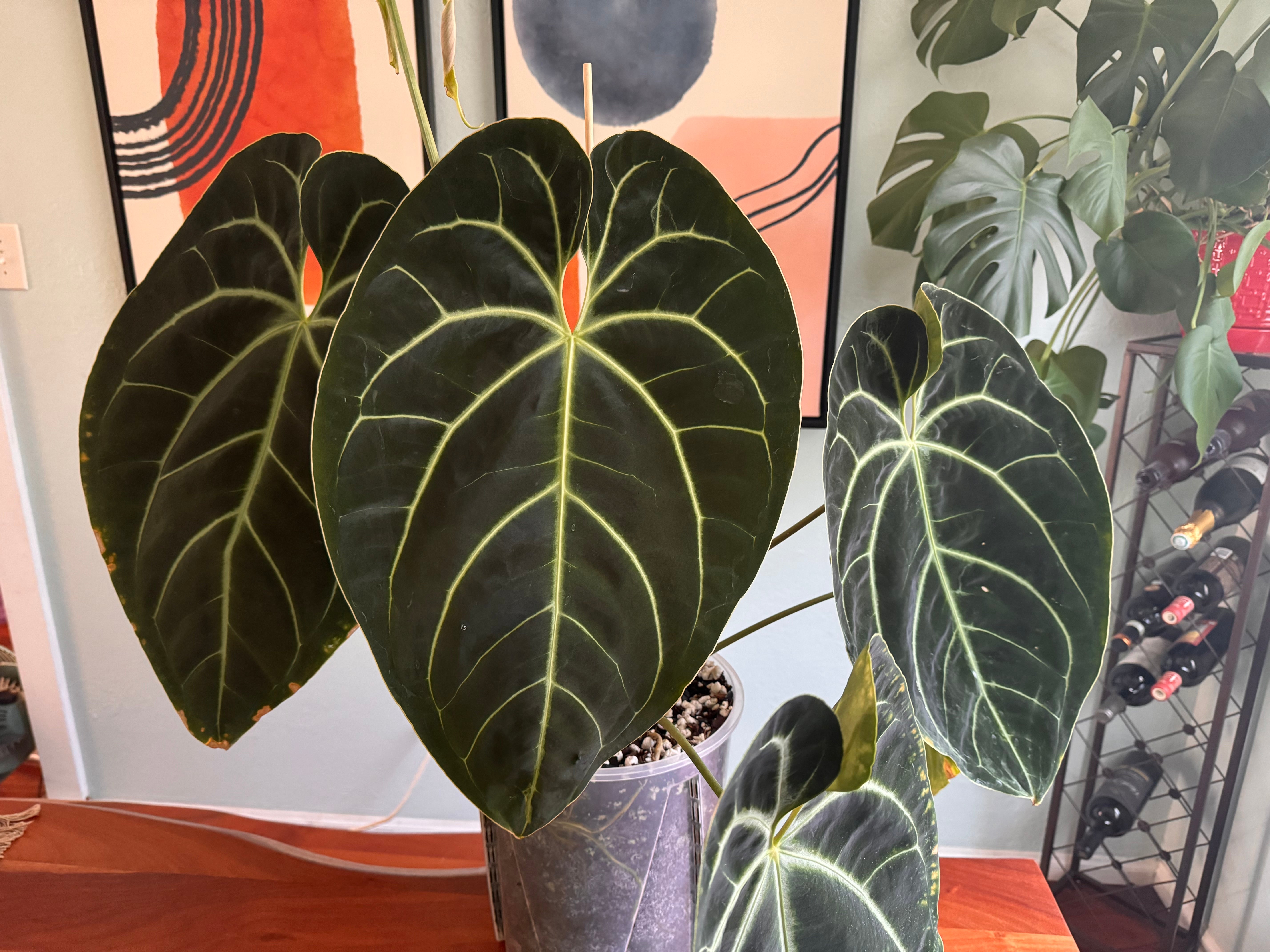 Anthurium Besseae aff. X Mr. Worldwide, 2-leaf seedlings