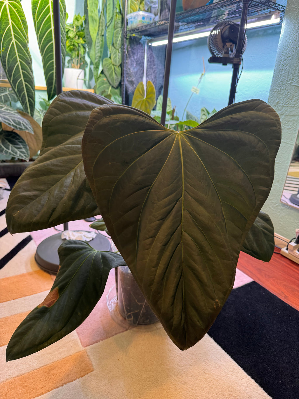 Pollen parent: A. Mr. Worldwide (Indo Port x NSE Port)