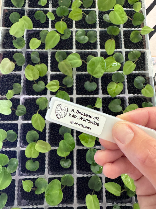 Anthurium Besseae aff. X Mr. Worldwide, 2-leaf seedlings (grower’s choice)