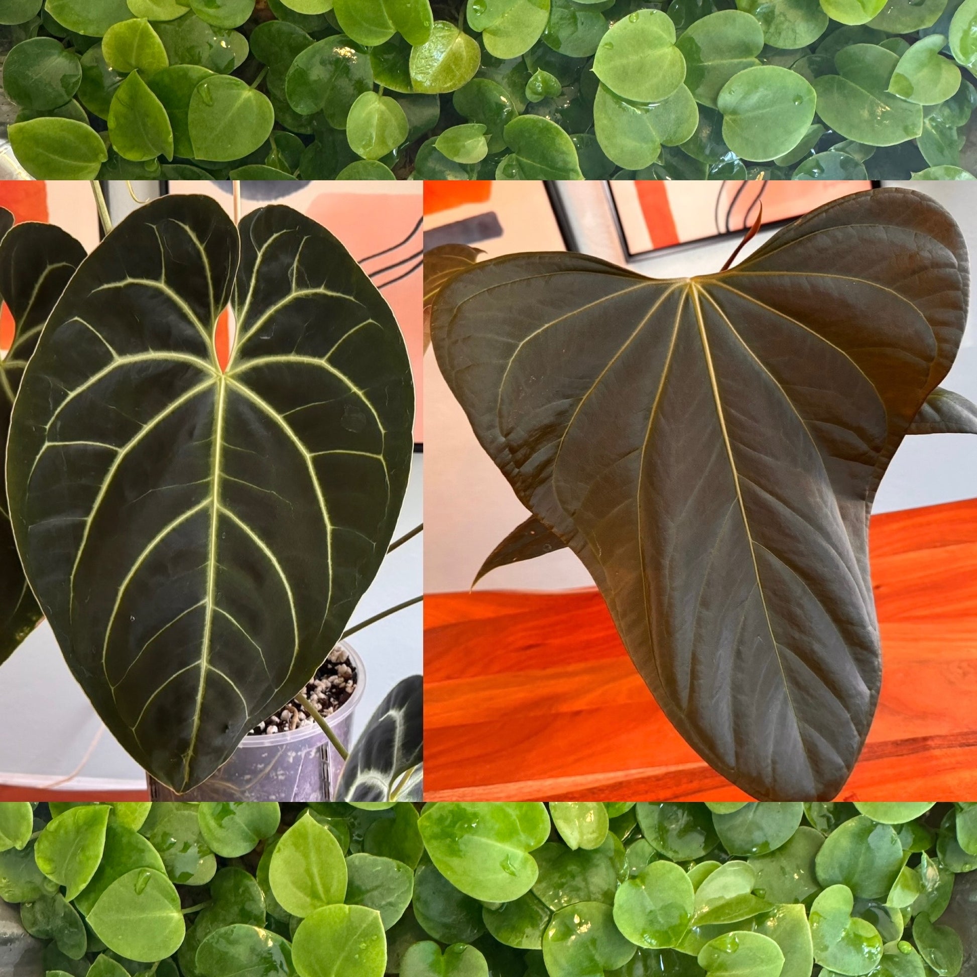 anthurium cf besseae green Anthurium Besseae aff. X Mr. Worldwide, 2-leaf seedlings (grower's cho – Velvet Spadix