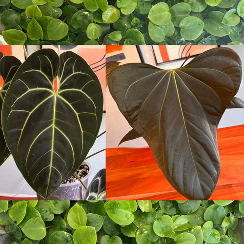 Anthurium Besseae aff. X Mr. Worldwide, 2-leaf seedlings (grower’s choice)