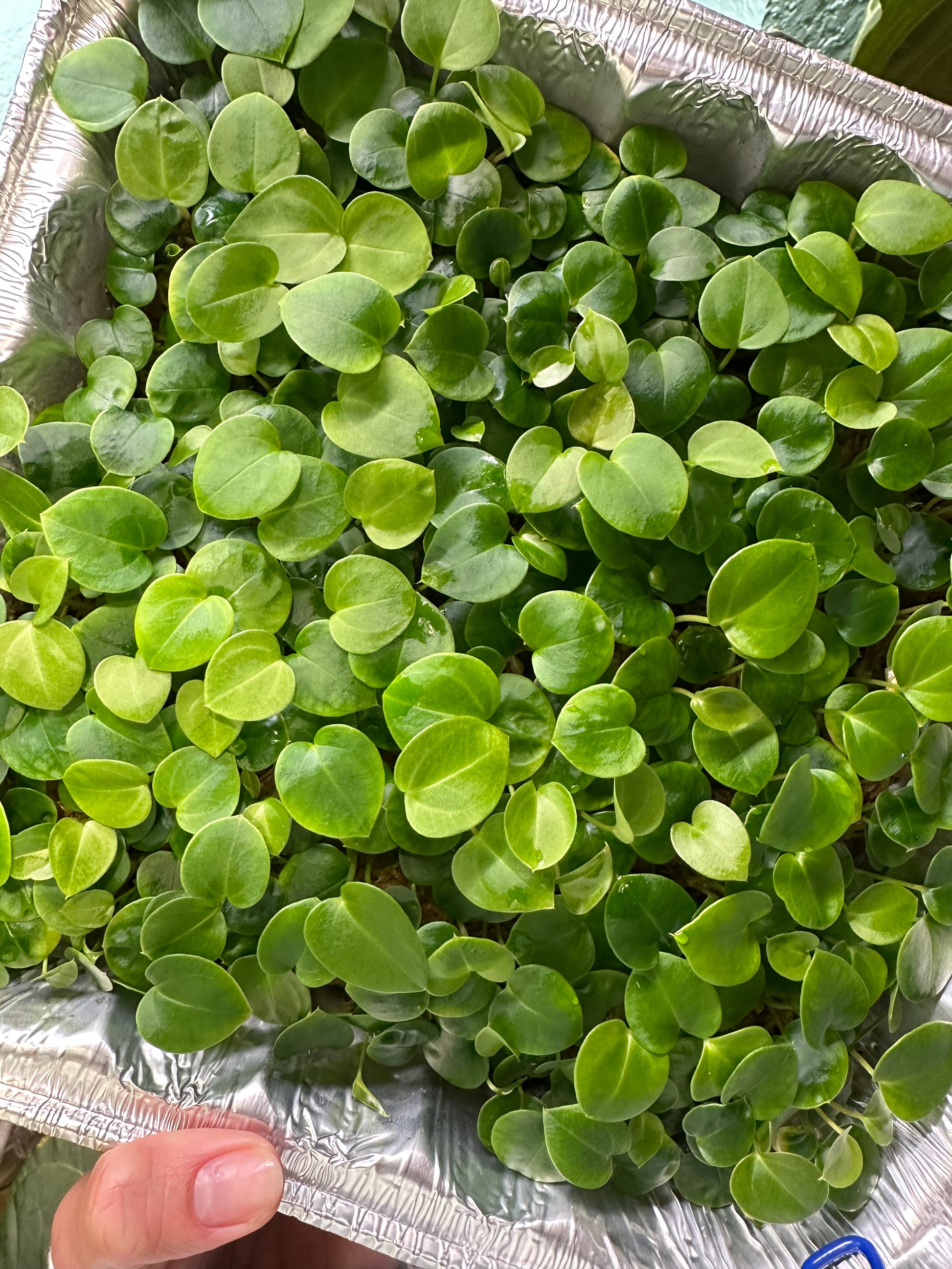 Bess aff. x Mr.WW seedlings for sale